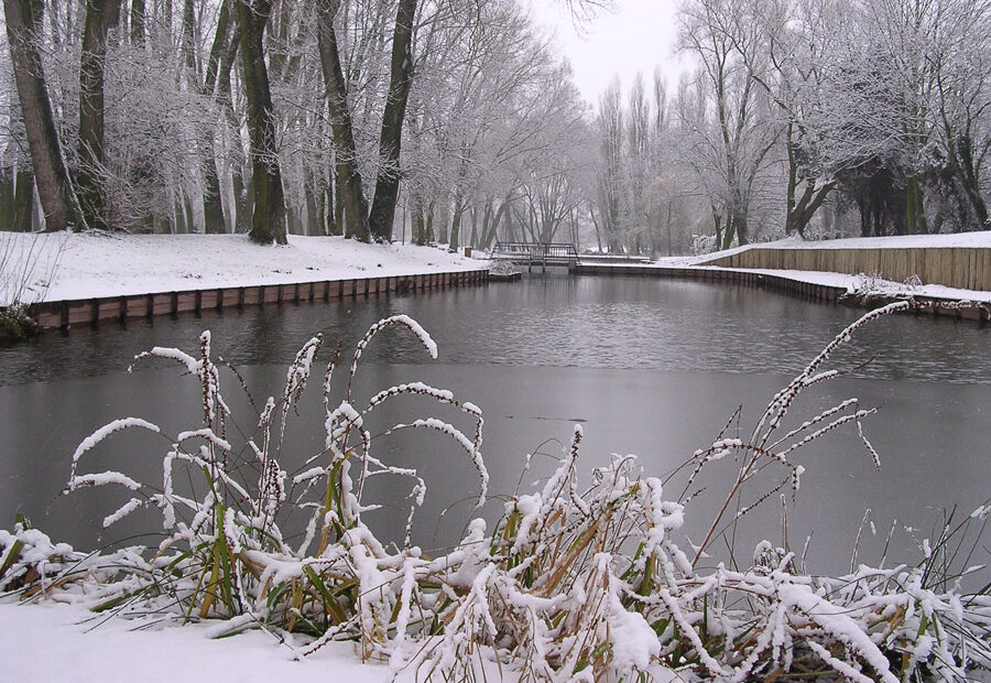 L'étang sous la neige, 01/01/2204