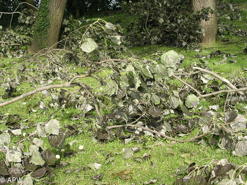 Coup de vent sur la région, 2004-06