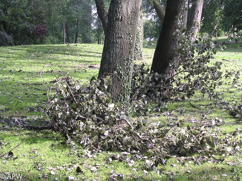 Coup de vent sur la région, 2004-06