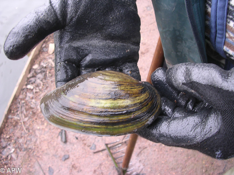 Coquillage, 2005-02