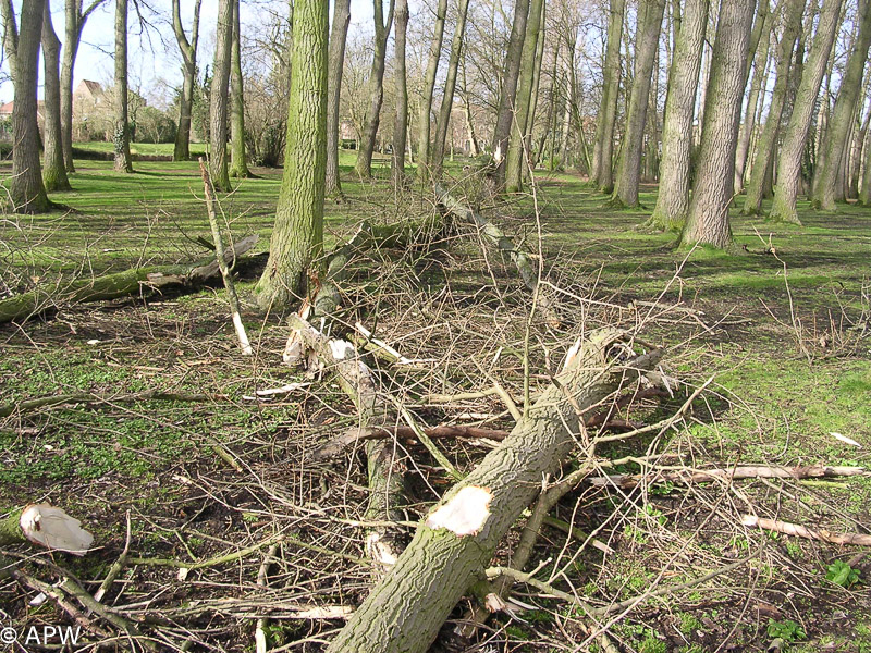 Tempête sur le parc, 2008