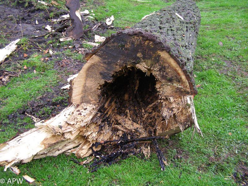 Abattage des arbres, le parc est fermé - 2009