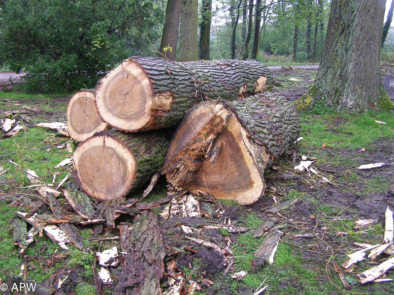 Abattage des arbres, le parc est fermé - 2009