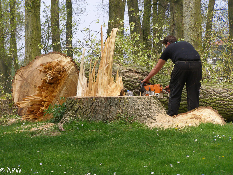 Abattage des arbres, le parc est fermé - 2009