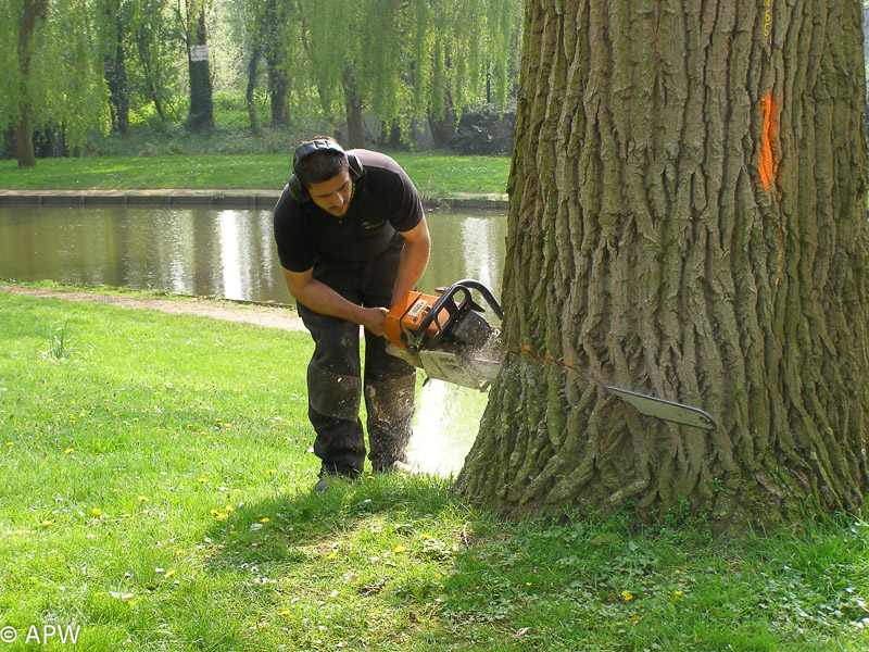 Abattage des arbres, le parc est fermé - 2009