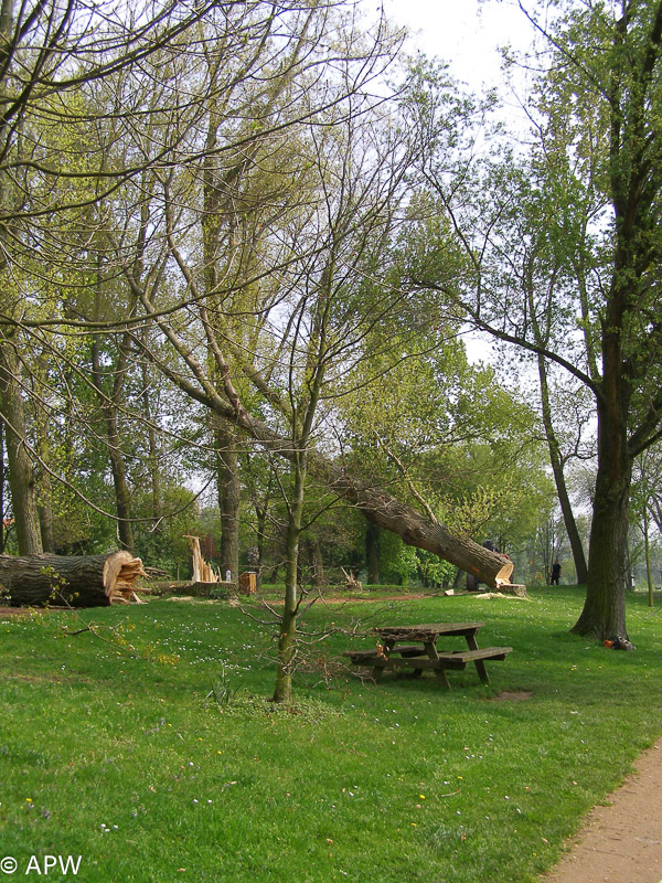 Abattage des arbres, le parc est fermé - 2009