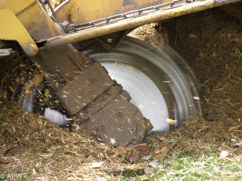 Abattage des arbres, le parc est fermé - 2009