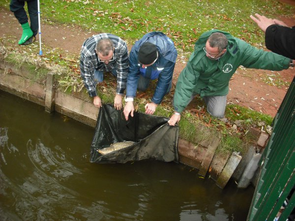 Une carpe de 16 kg, rempoissonnement, déc. 2011