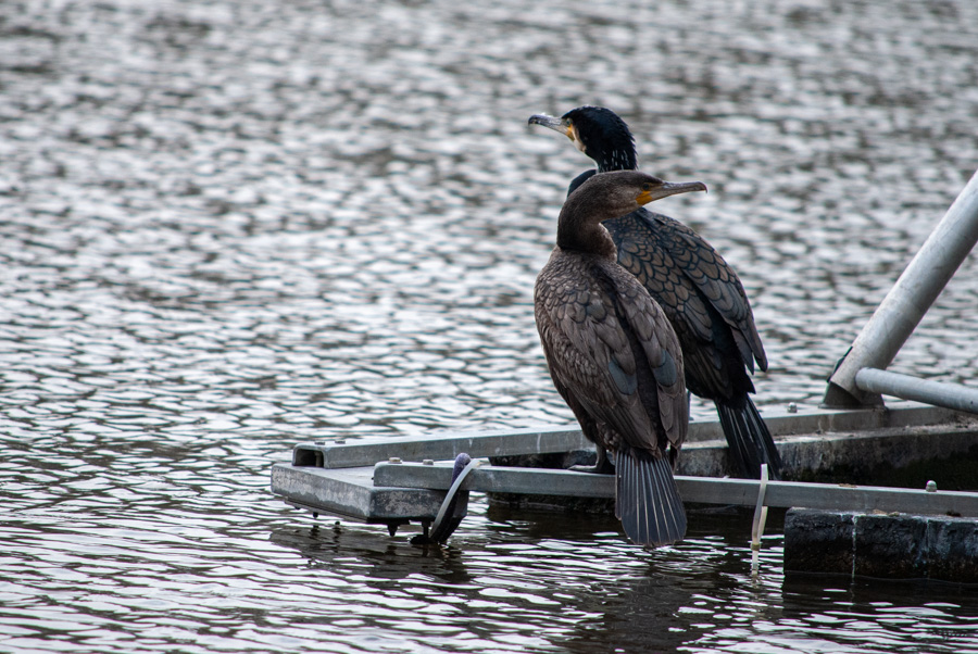 Les cormorans le long de la Deûle