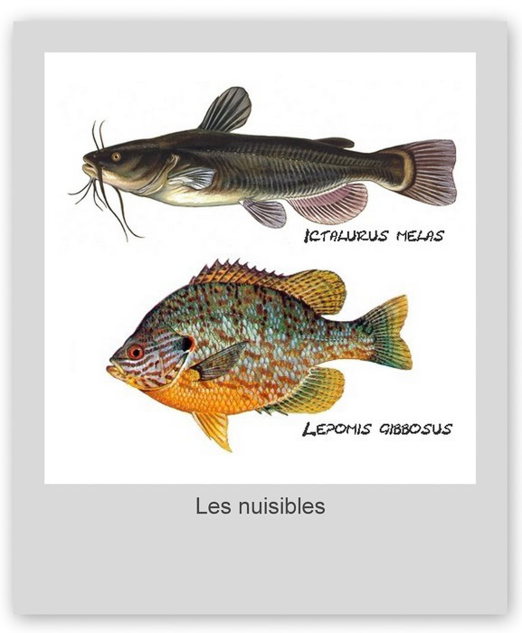 Les nuisibles : poisson-chat et gobie