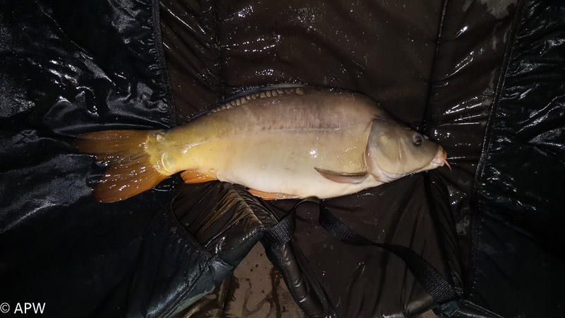 Carpe 5 kg Didier