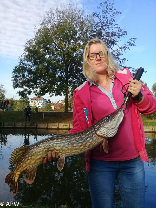 Brochet pris par Émeline 83cm pour 4,500kg le 20 octobre 2018