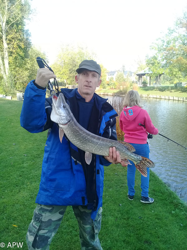 Brochet au leurre 77cm pour 4 kg - Thierry, 4/11/2018 