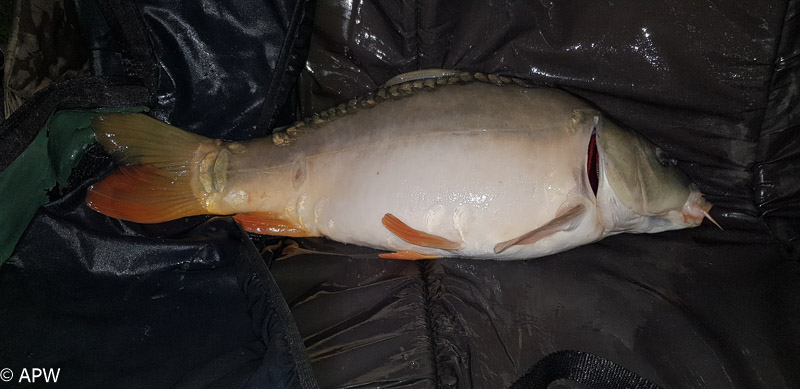 carpe en pêche de nuit||carpe en pêche de nuit