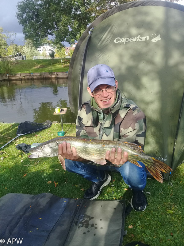 Brochet capturé par Guillaume 79 cm au vif le 06/10/2019