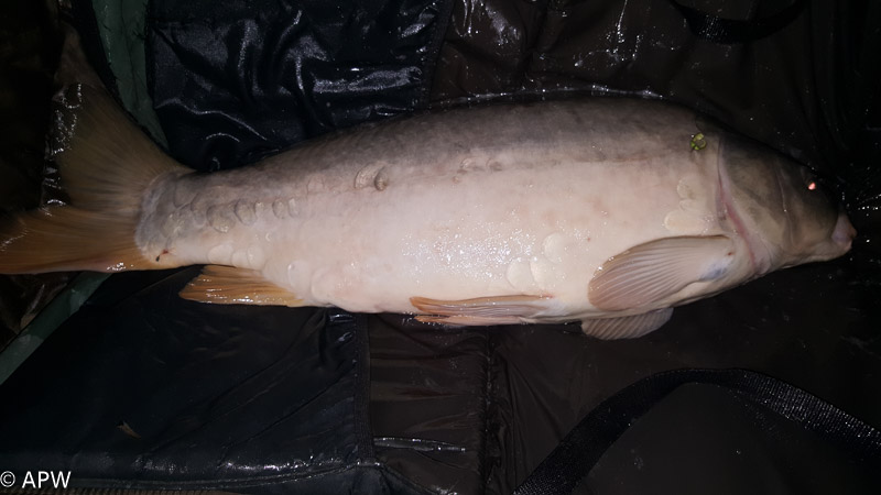 Carpe 10 kg - pêrche de nuit du 16 juin 2018