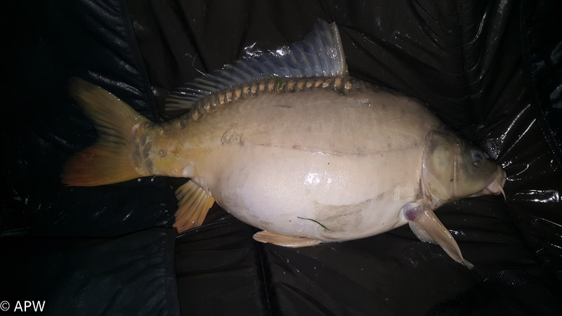 Carpe de 6.2 kg, mai 2018