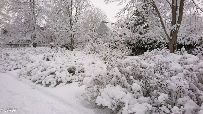 L'étang sous la neige, 2019-01