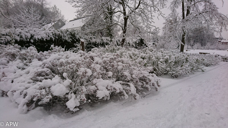 L'étang sous la neige, 2019-01