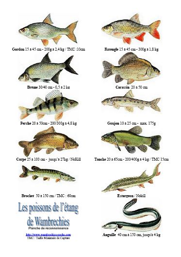 Planche de reconnaissance des poissons d'étang